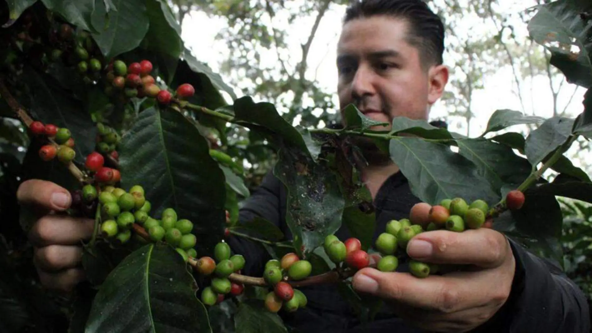 Tlacuilotepec es un lugar donde los pobladores presumen que se respira un aroma a paraíso, debido al olor a café